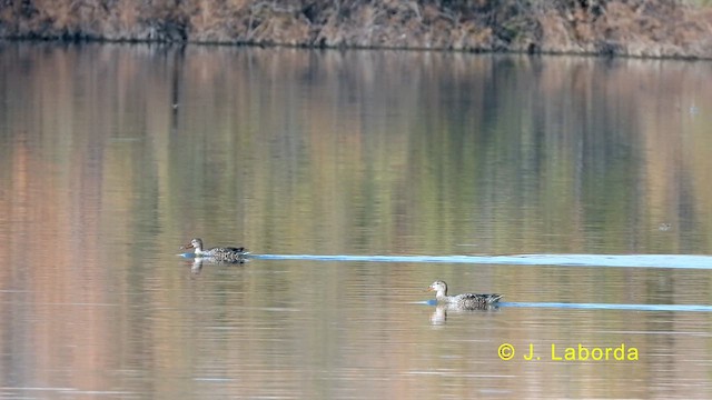 Northern Shoveler - ML634276384