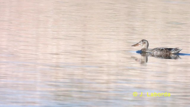 Northern Shoveler - ML634276385