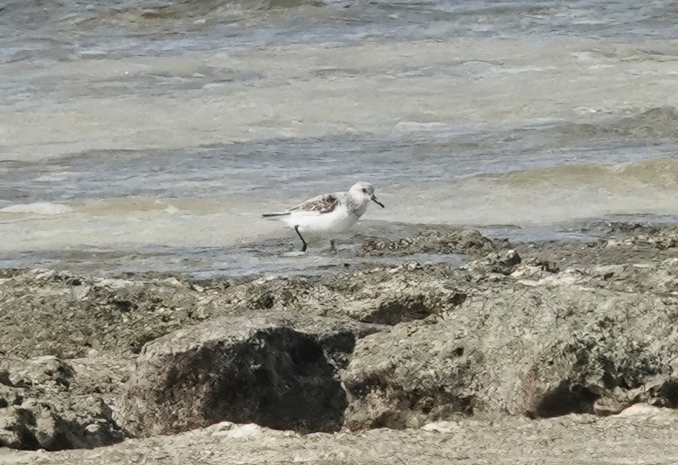 Sanderling - ML634276542