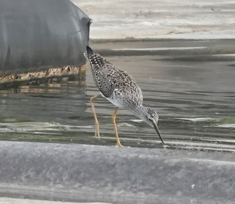 Lesser Yellowlegs - ML634276577