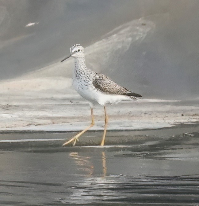 Lesser Yellowlegs - ML634276580