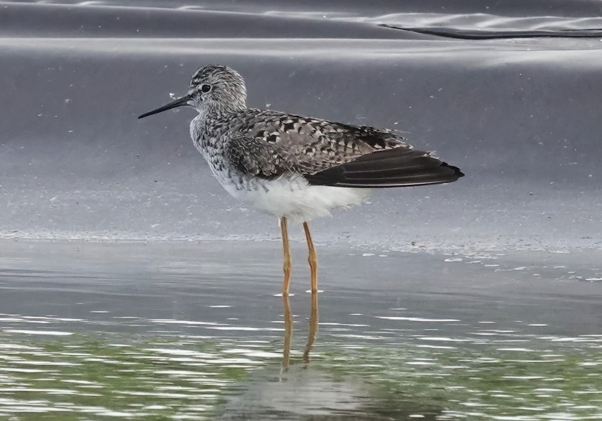Lesser Yellowlegs - ML634276586