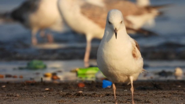 Common Gull - ML634276598