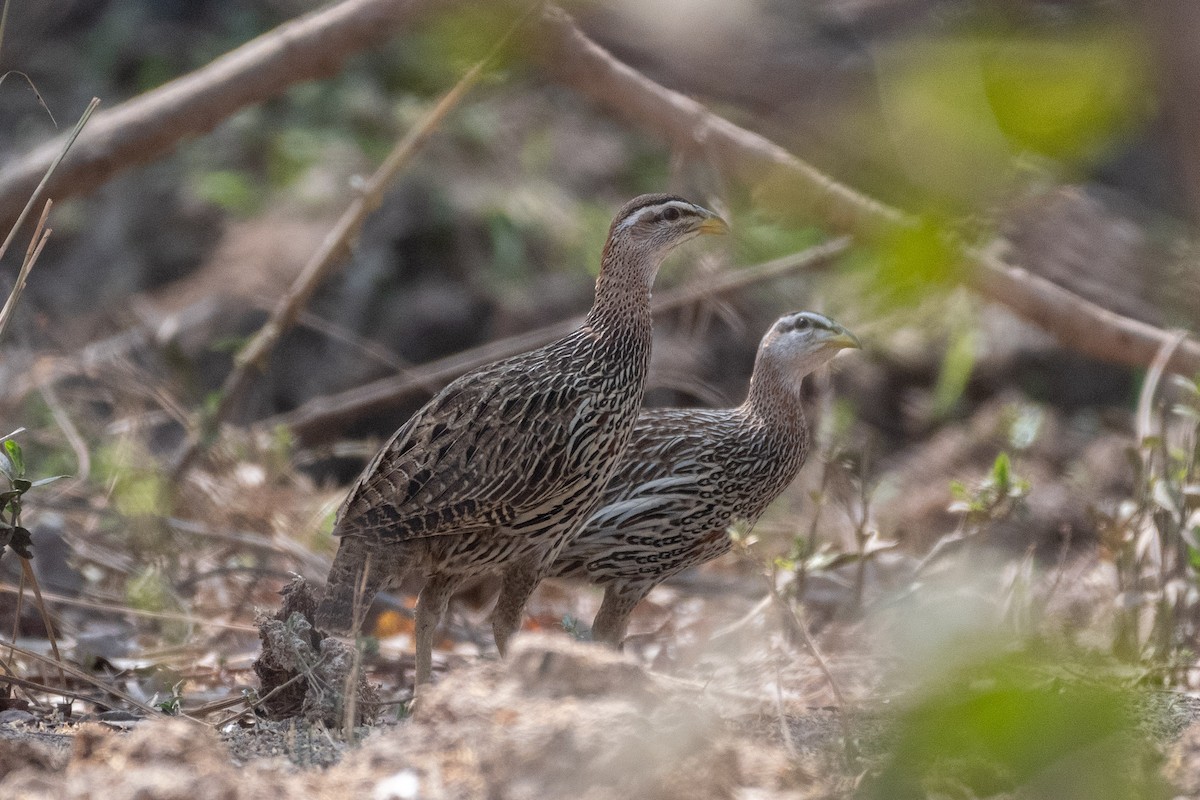 Double-spurred Spurfowl - ML634276607
