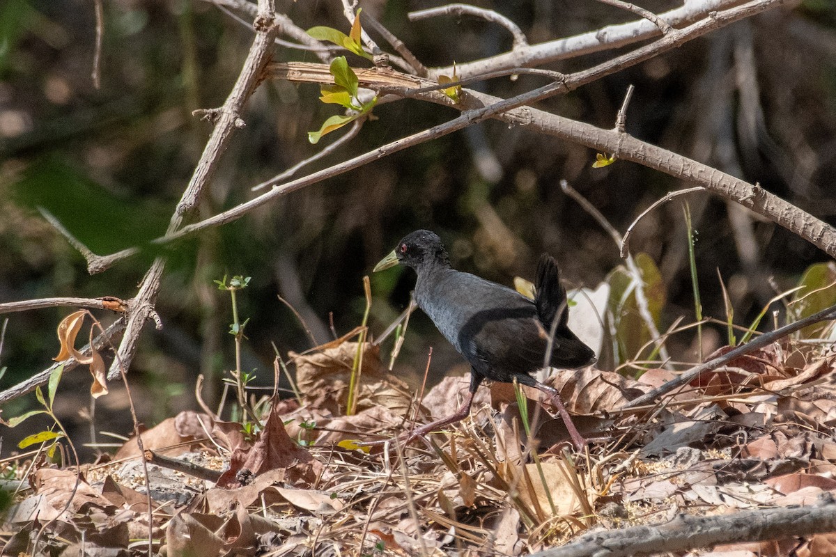 Black Crake - ML634276615