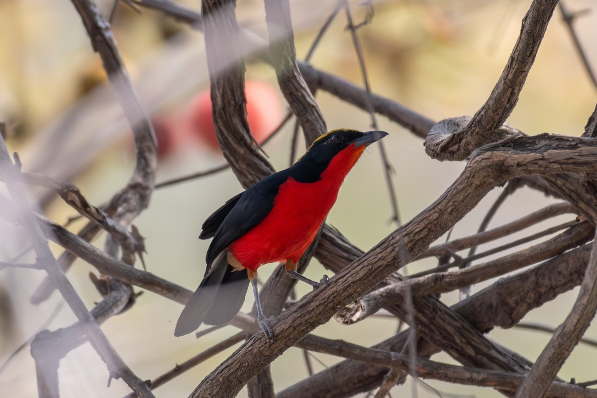 Yellow-crowned Gonolek - ML634276623