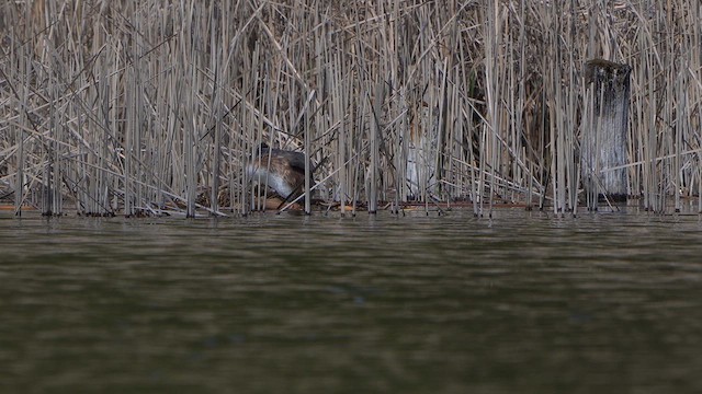 Чомга - ML634276629