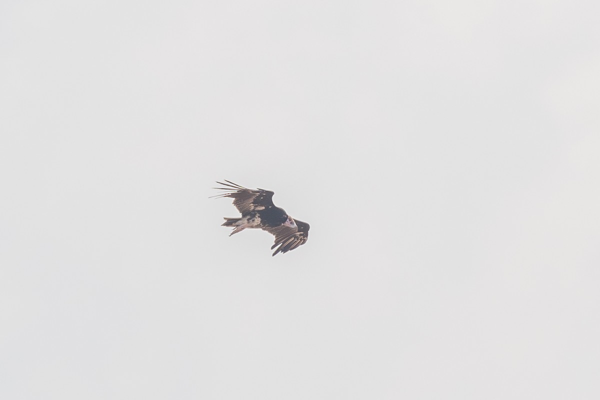 White-headed Vulture - ML634276654