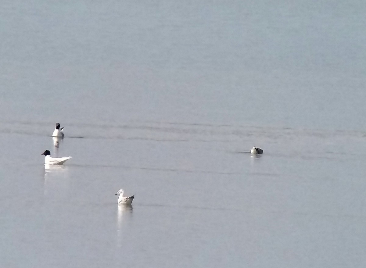 Gabbiano corallino - ML634276674