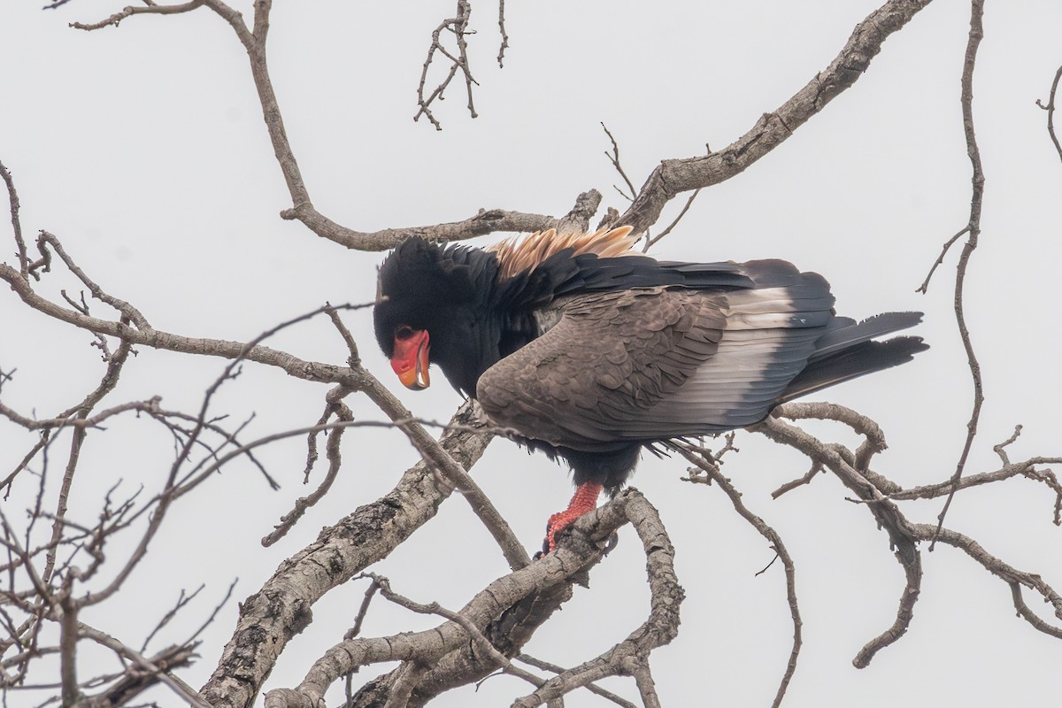 Bateleur - ML634276683