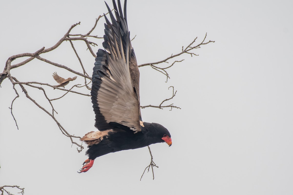 Bateleur - ML634276684