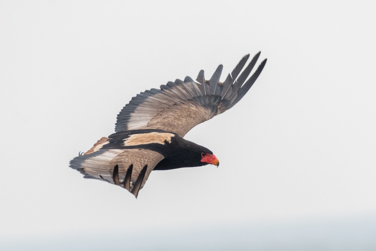 Bateleur - ML634276685