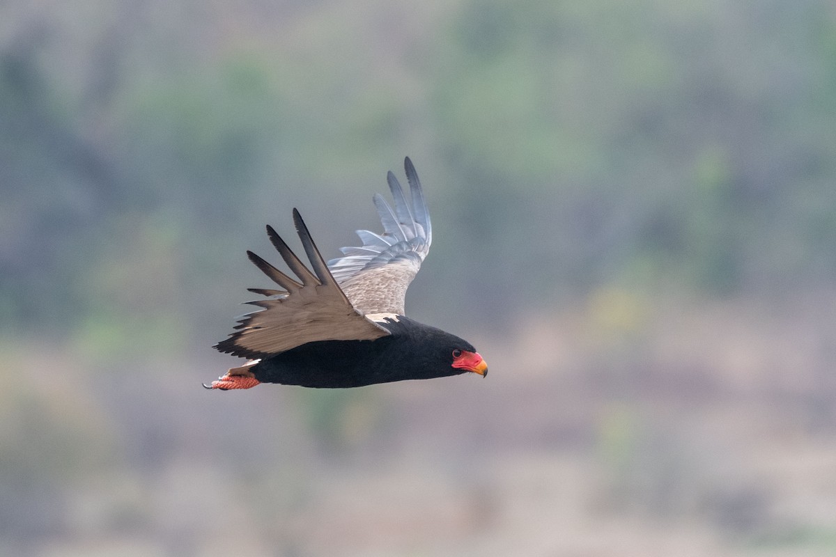 Bateleur - ML634276686