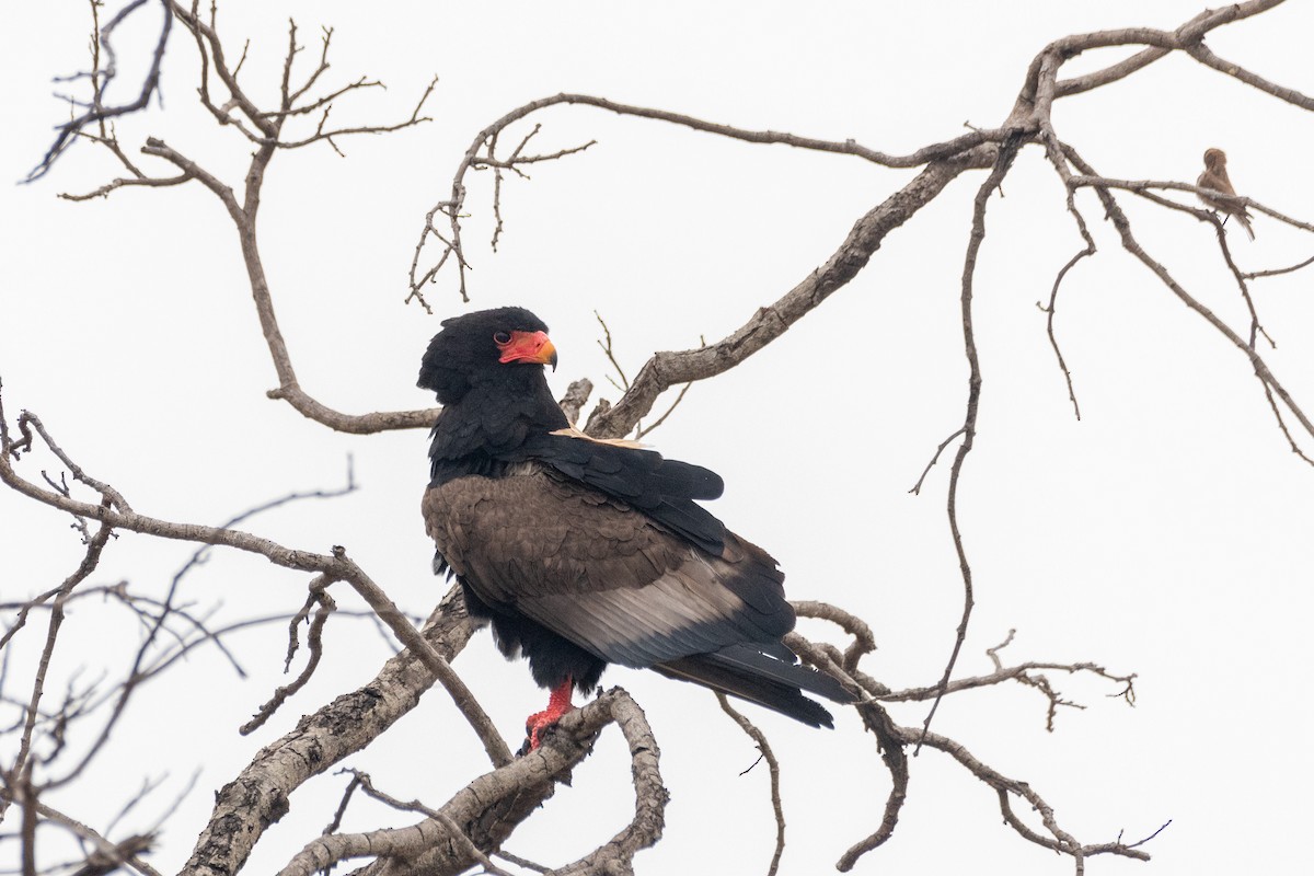 Bateleur - ML634276687