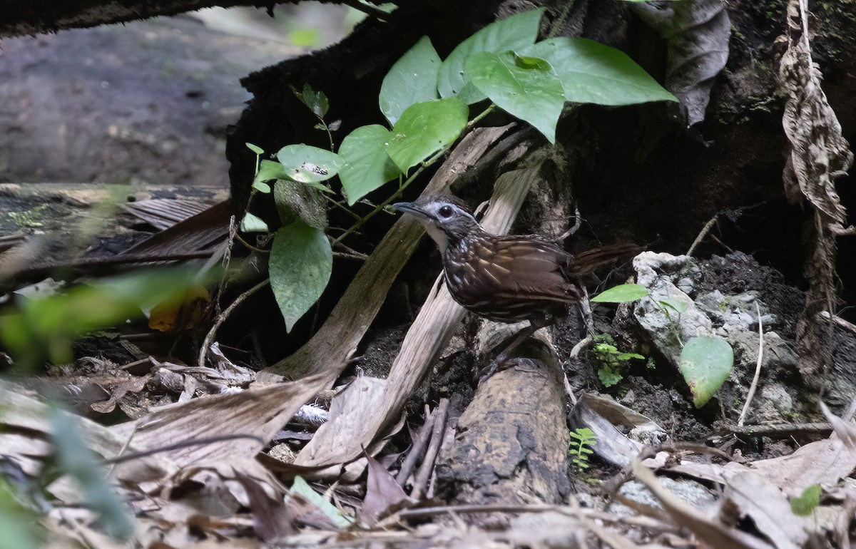Striated Wren-Babbler - ML634276688