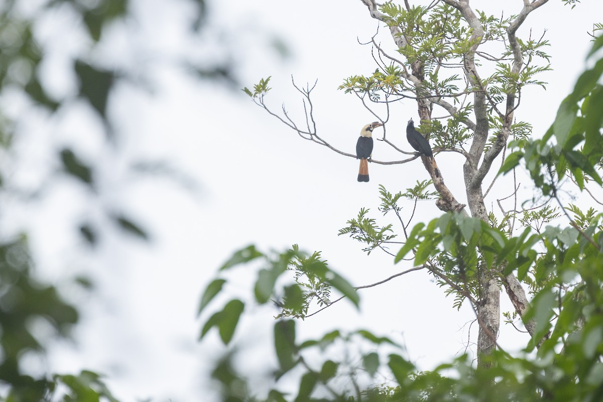 Samar Hornbill - ML634276698