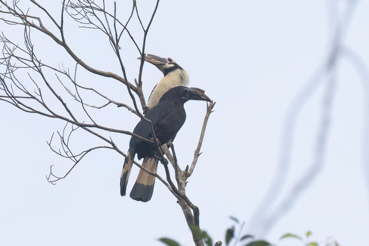 Samar Hornbill - ML634276700