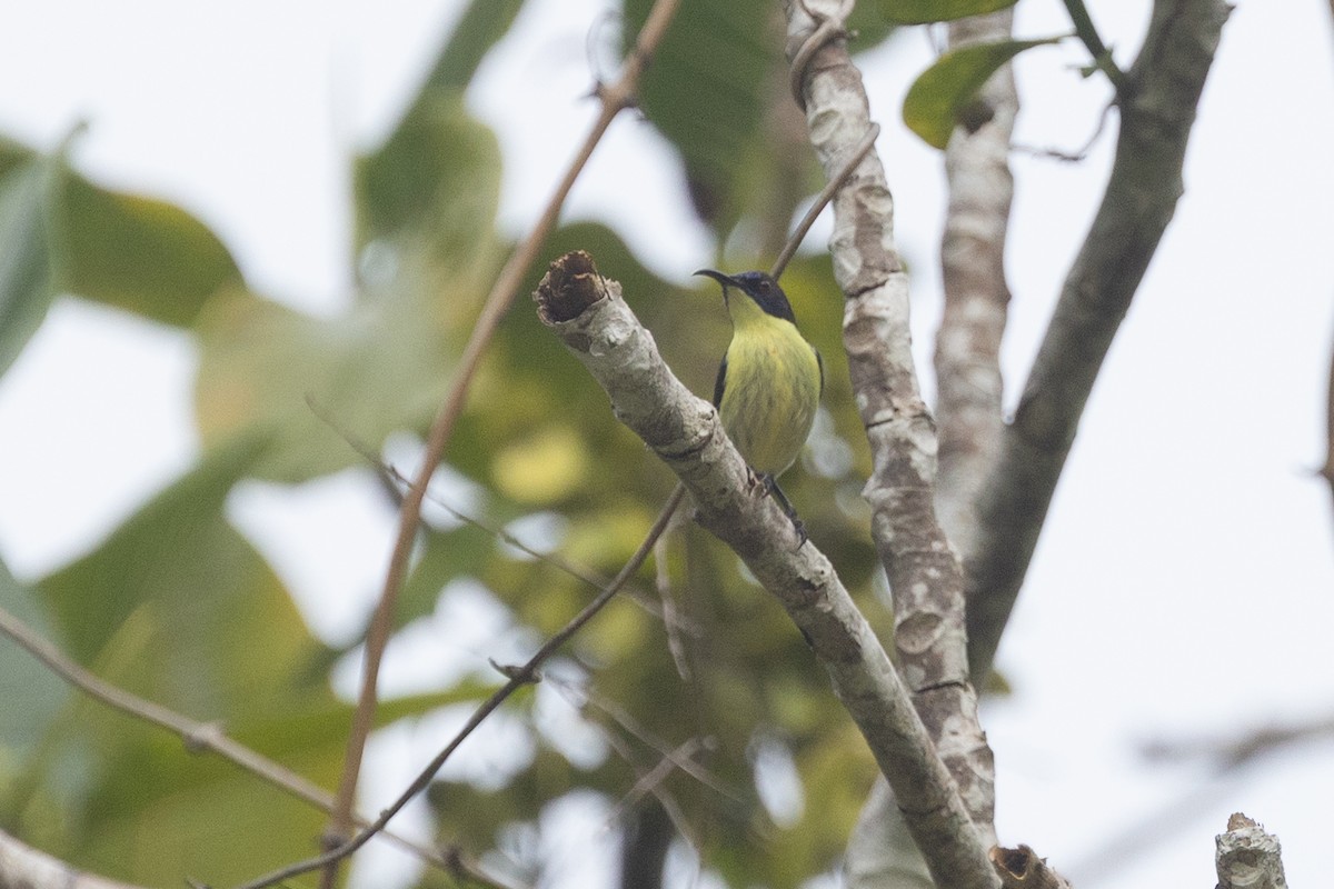 Metallic-winged Sunbird (Bohol) - ML634276702