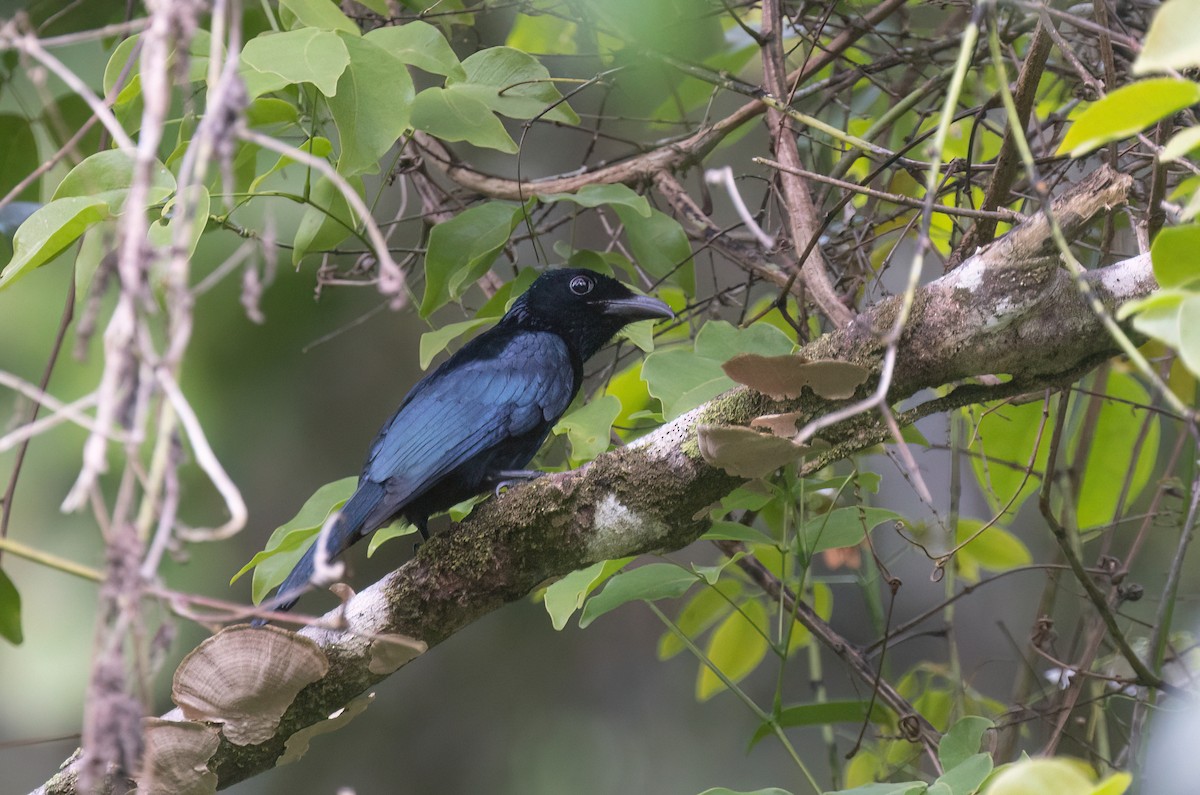 Short-tailed Drongo - ML634276706