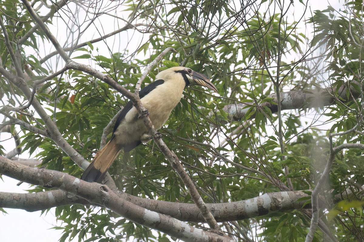 Samar Hornbill - ML634276707