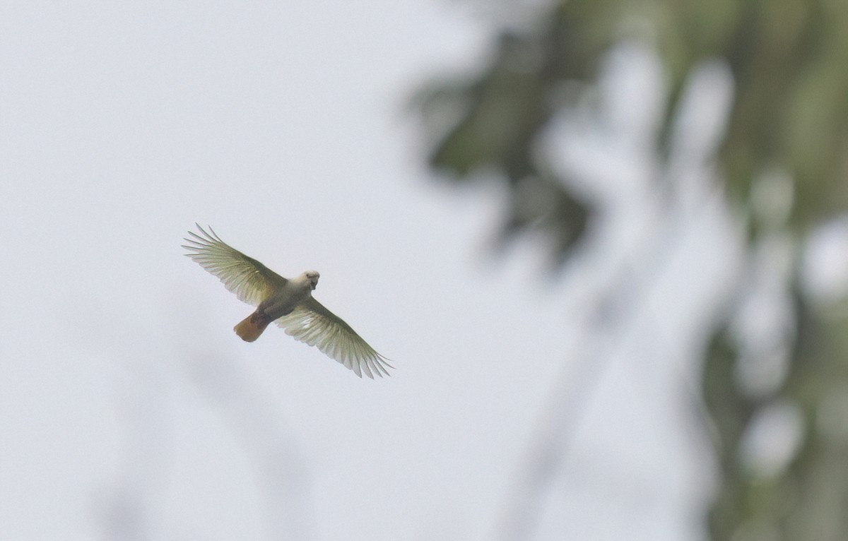 Philippine Cockatoo - ML634276723