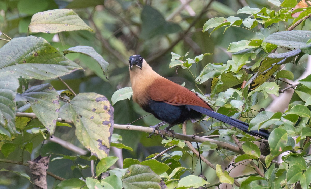 Black-faced Coucal - ML634276733
