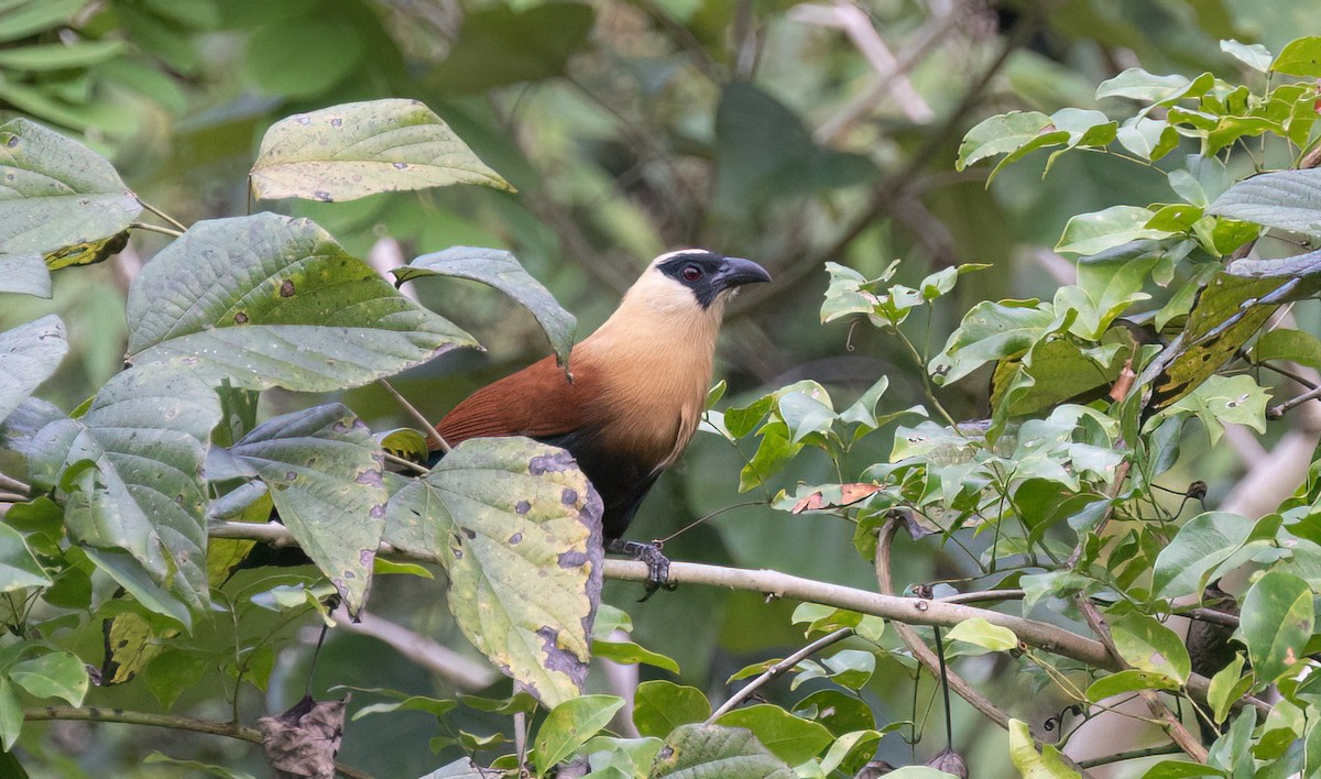 Black-faced Coucal - ML634276745