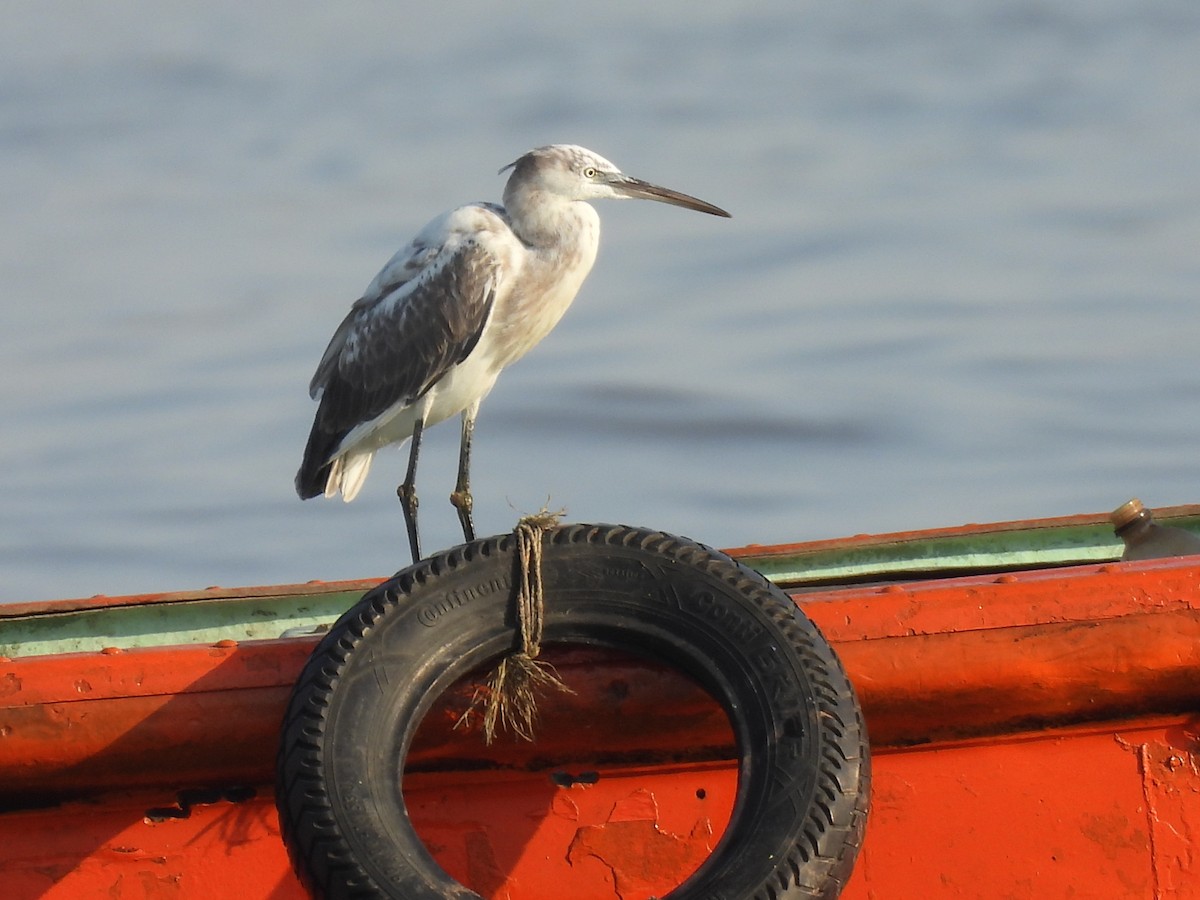 Western Reef-Heron - ML634276751