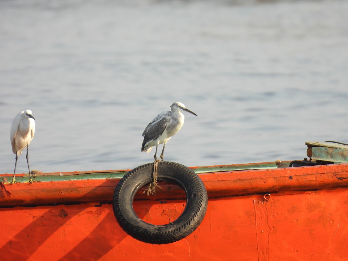 Western Reef-Heron - ML634276752