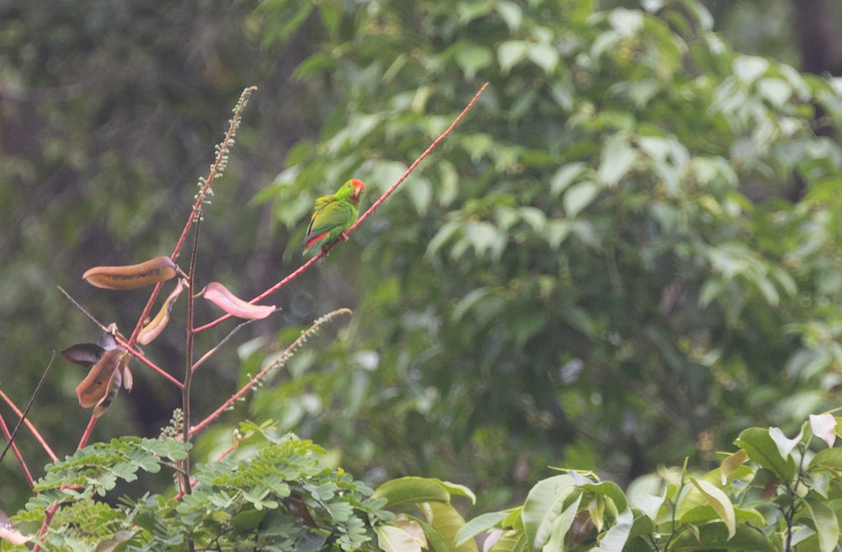 Philippine Hanging-Parrot - ML634276754