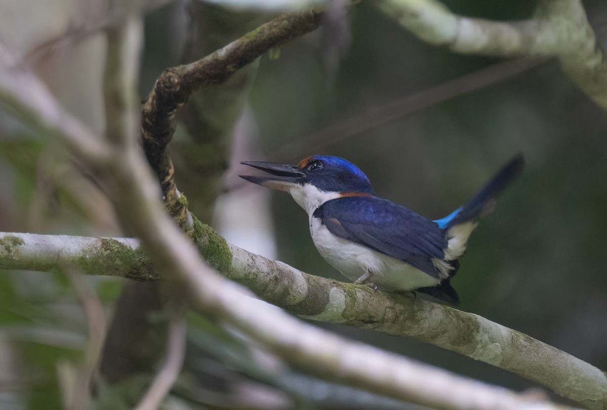 Rufous-lored Kingfisher - ML634276756