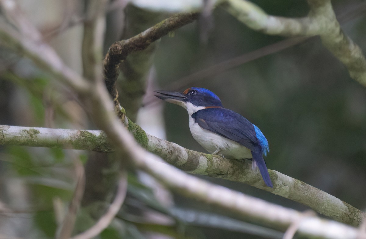 Rufous-lored Kingfisher - ML634276757