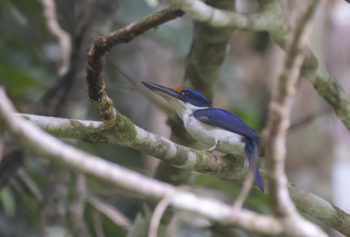 Rufous-lored Kingfisher - ML634276758