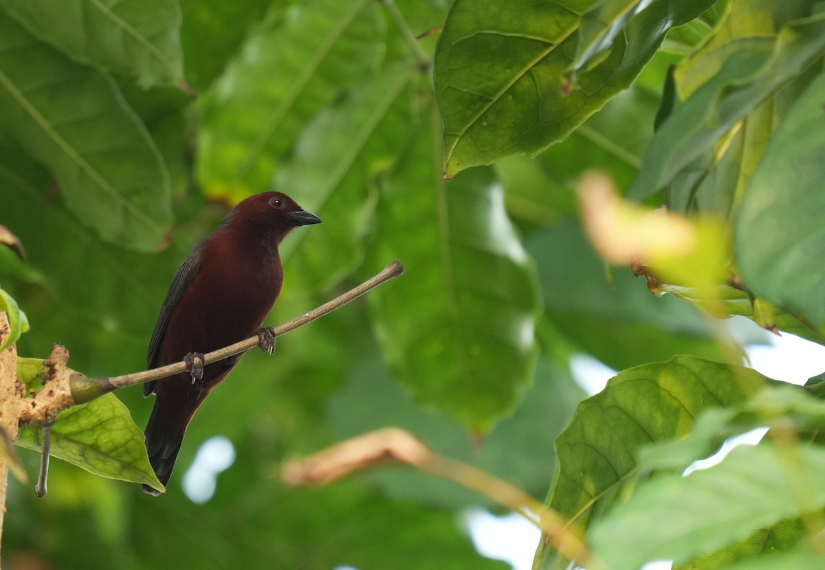 Chestnut-breasted Nigrita - ML634276814