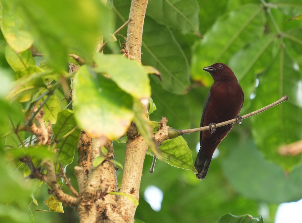 Chestnut-breasted Nigrita - ML634276819
