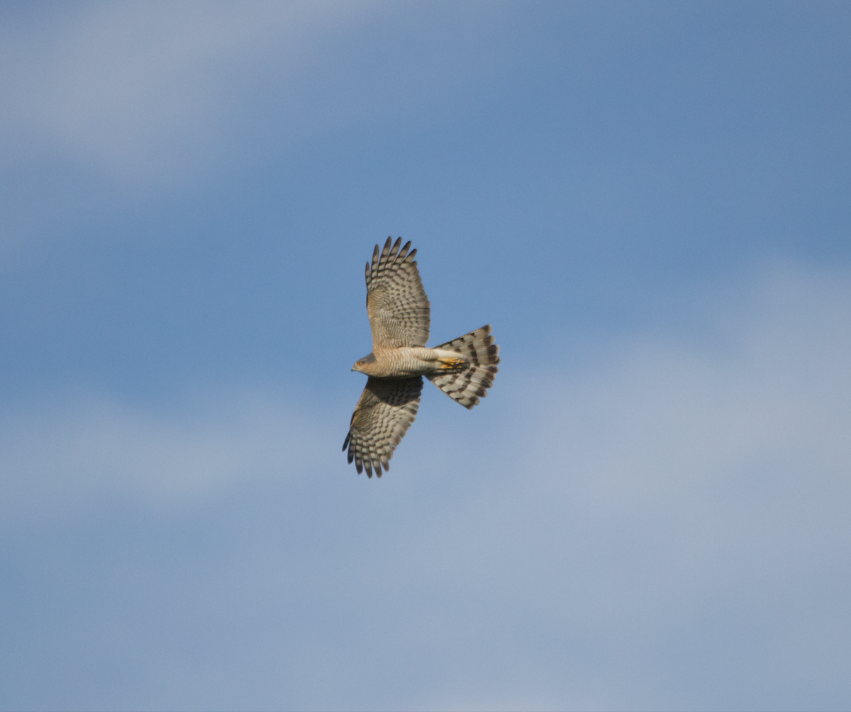 Eurasian Sparrowhawk - ML634276844