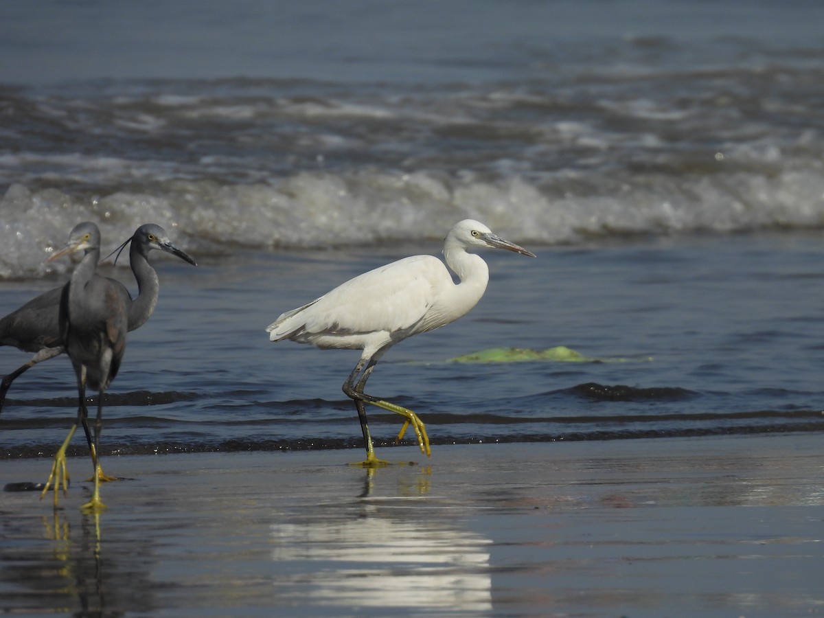 Western Reef-Heron - ML634276845
