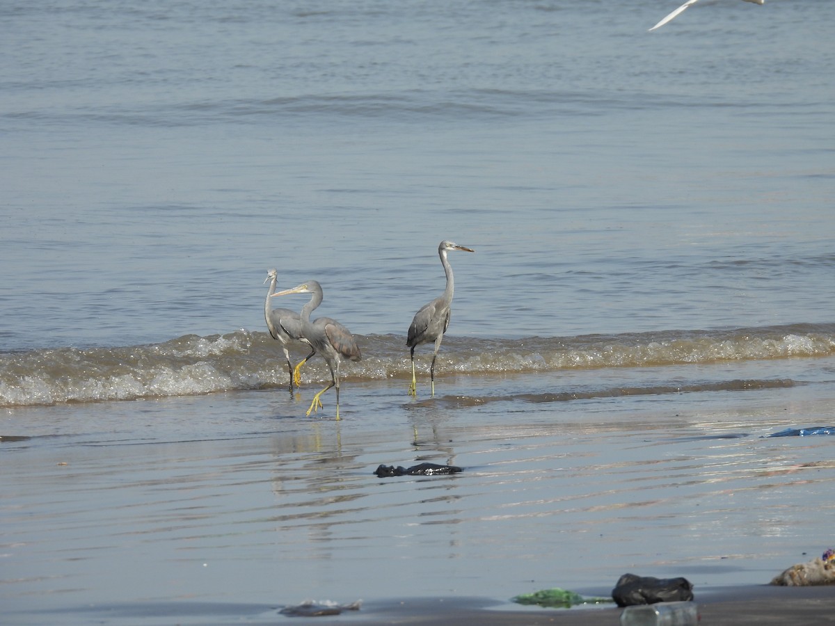 Western Reef-Heron - ML634276847