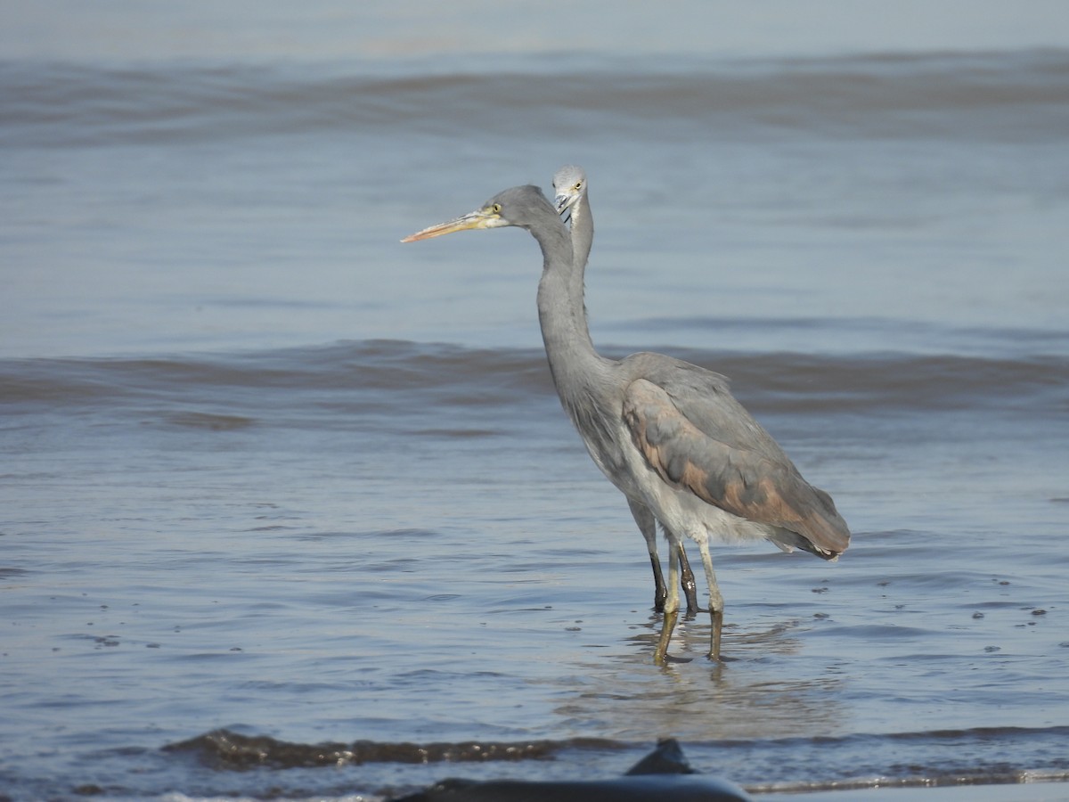 Western Reef-Heron - ML634276848