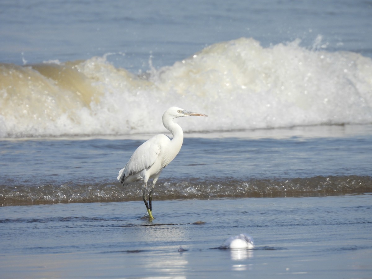 Western Reef-Heron - ML634276849