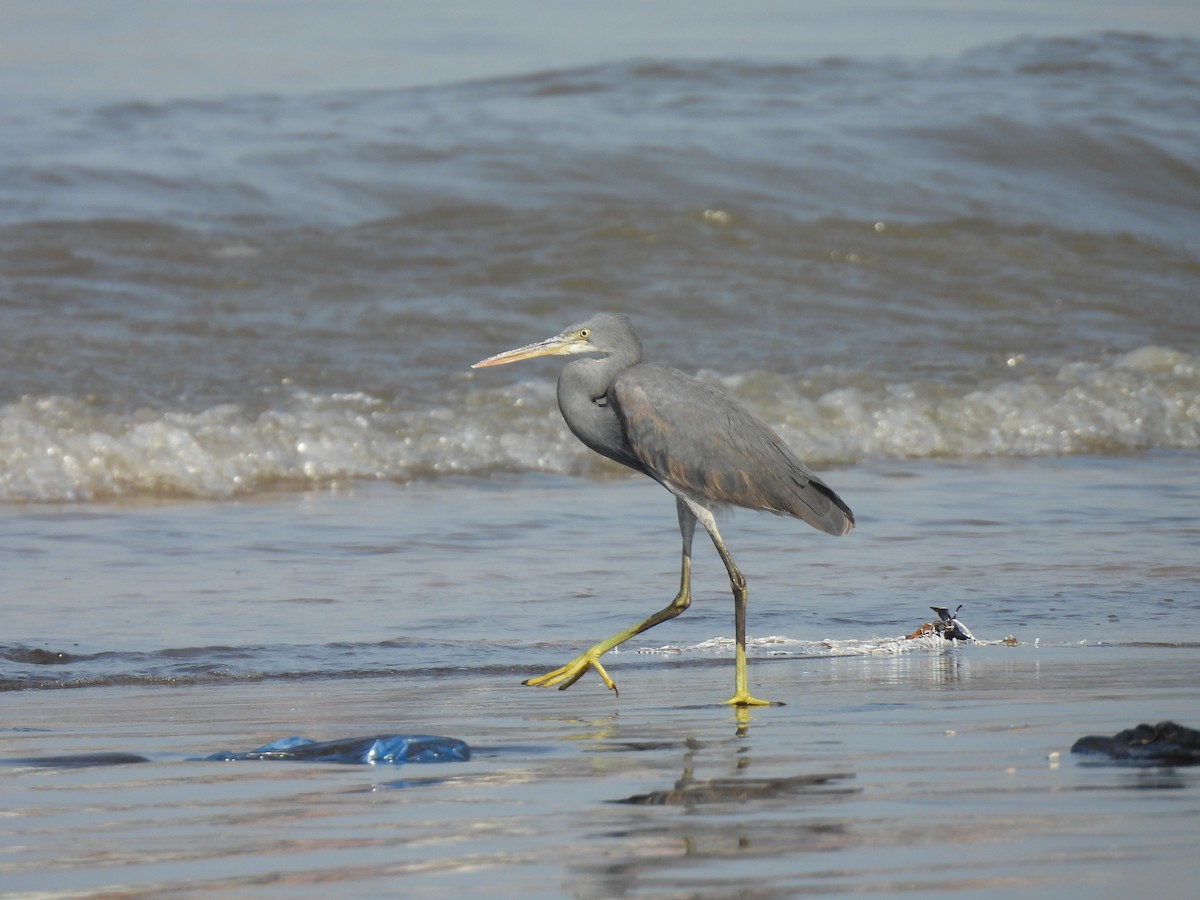Western Reef-Heron - ML634276852