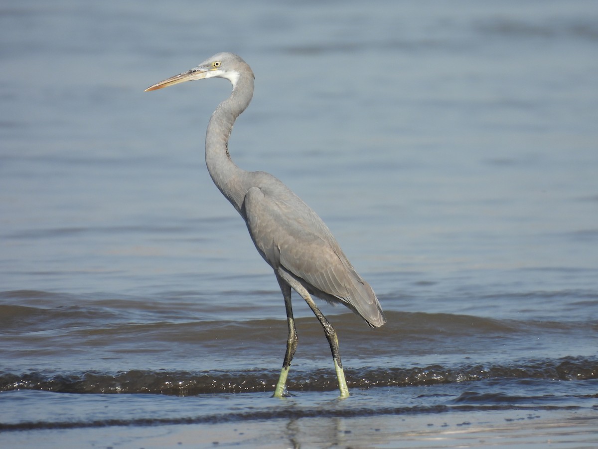 Western Reef-Heron - ML634276853