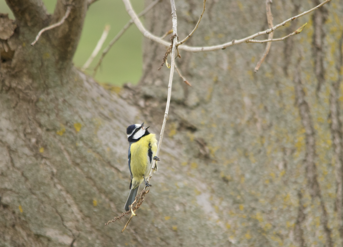 African Blue Tit - ML634276857