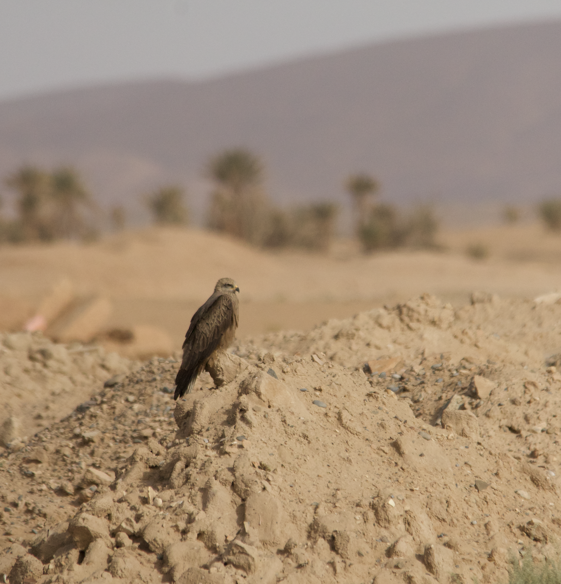 Black Kite - ML634276884