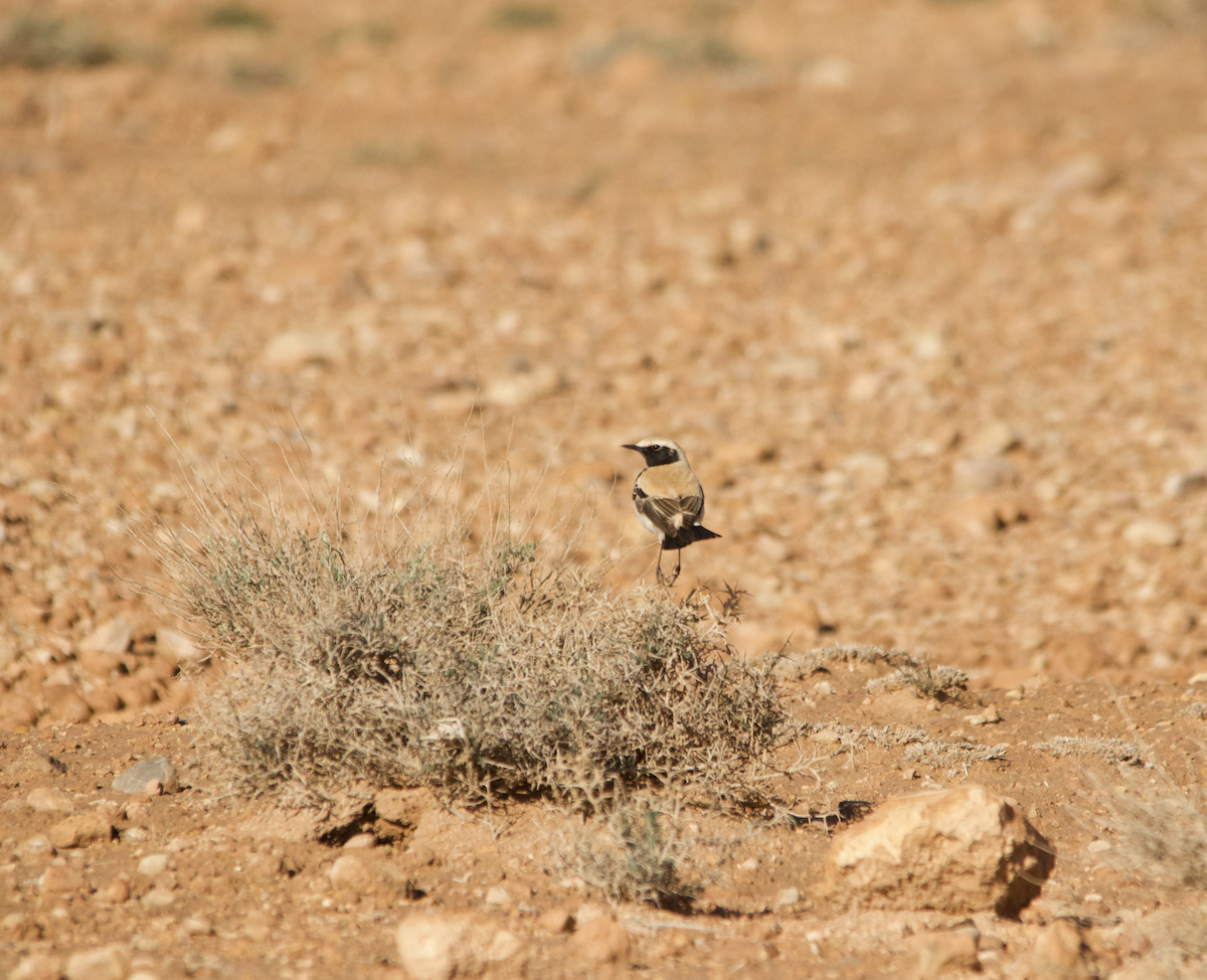 Desert Wheatear - ML634276889