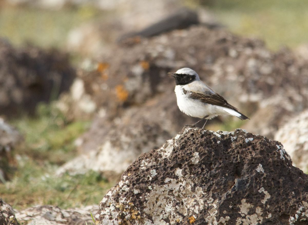 Atlas Wheatear - ML634276902