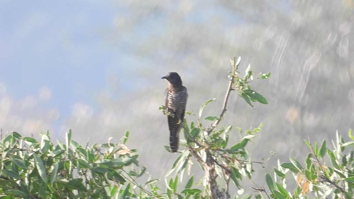Black Cuckoo - ML634276911