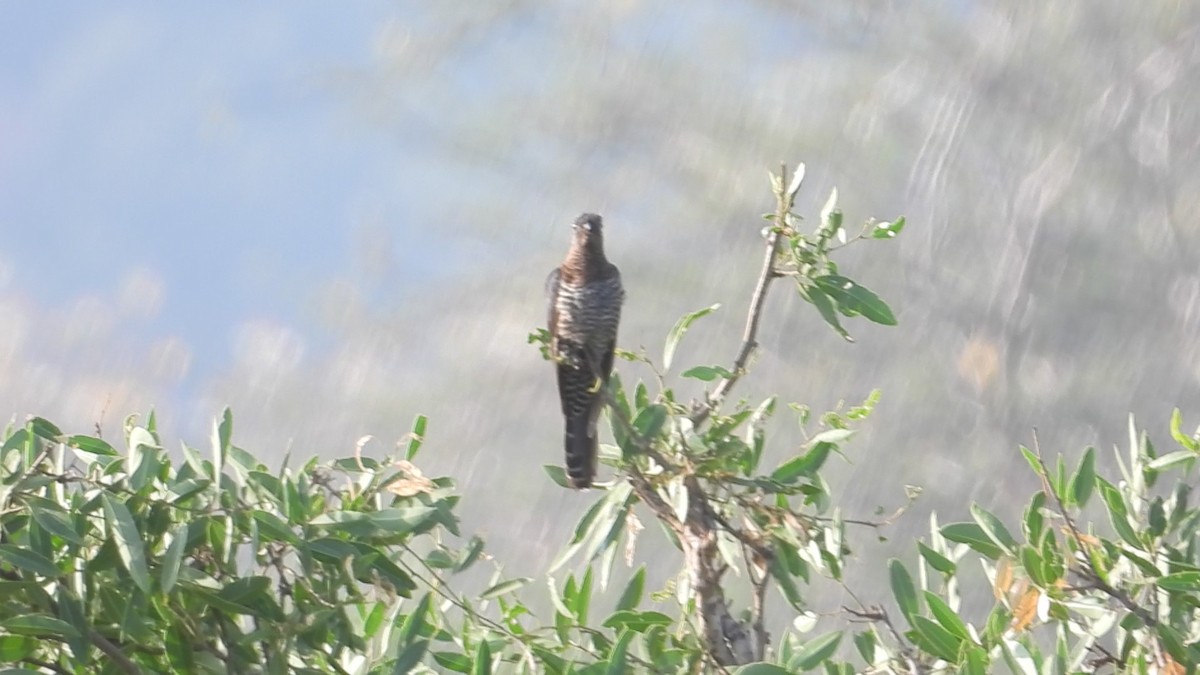 Black Cuckoo - ML634276912