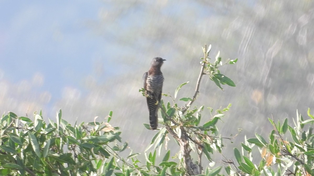 Black Cuckoo - ML634276913