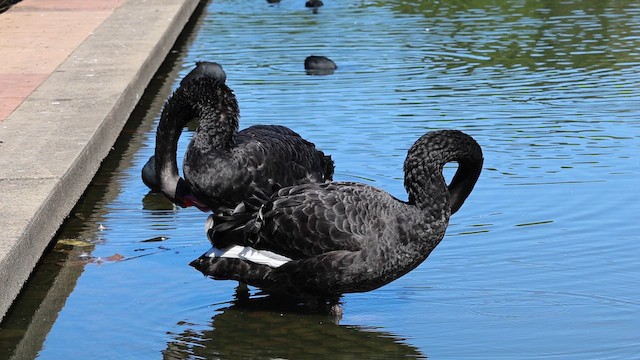 Black Swan - ML634276924